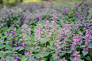 Blooming forest glade, violet flowers in the sun in spring . Macrophotography