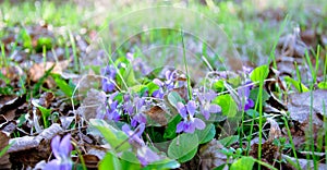 Blooming forest glade. Wild spring violets. Easter week