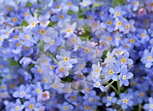 Blooming forget-me-nots Myosotis sylvatica, arvensis or scorpion grasses texture