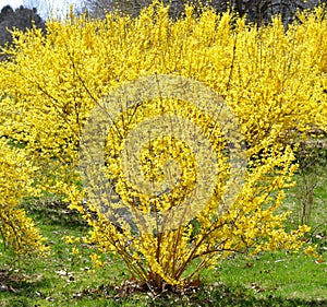 Blooming Forsythia in April