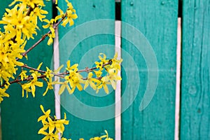 Blooming Forsythia, Spring background with yellow flowers