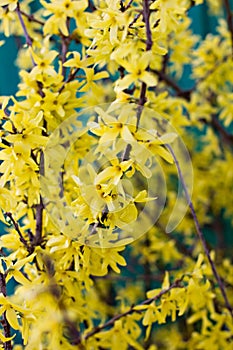 Blooming Forsythia, Spring background with yellow flowers