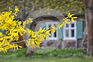 Blooming forsythia in the village