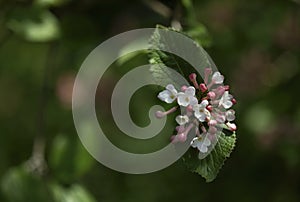 Blooming fragrance snowball (Viburnum Carlesii) in a garden