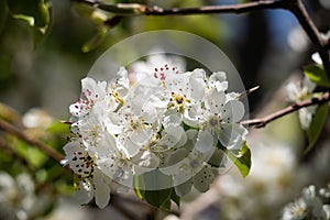 Blooming fragrant apple tree in a spring garden on a sunny day. Lots of green leaves. Fresh clean air away from the city