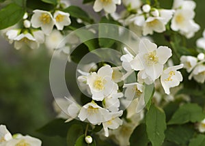 Blooming and fragrant jasmine flowers. Blooming jasmine bush 2