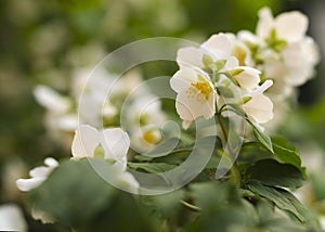 Blooming and fragrant jasmine flowers. Blooming jasmine bush 3