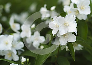 Blooming and fragrant jasmine flowers. Blooming jasmine bush 4