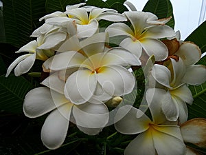 Blooming fragrant Plumeria flowers