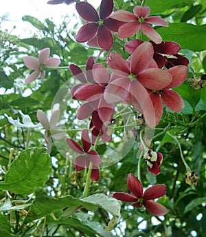 Blooming fragrant Rangoon creeper flower