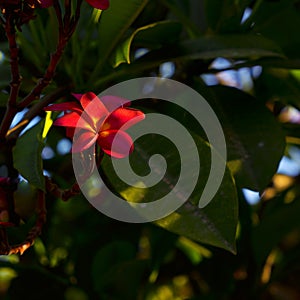 Blooming frangipani tree with red flowers in Kibbutz Nahsholim Israel.