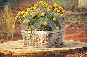 Blooming French Marigold in basket, Tagetes Patula, orange yellow bunch of flowers, green leaves, small shrub, selective focus