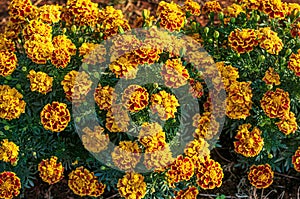 Blooming French Marigold in garden, Tagetes Patula, orange yellow bunch of flowers, green leaves, small shrub, selective focus