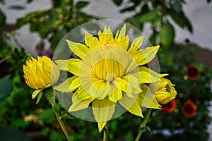 Blooming fresh and beautiful deep yellow colored dahlia flower with blurred green background