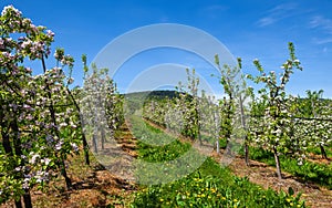 Blooming fruit orchard in spring in the mountains