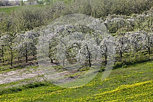 Blooming fruit orchards in spring