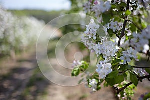 Blooming fruit orchards in spring