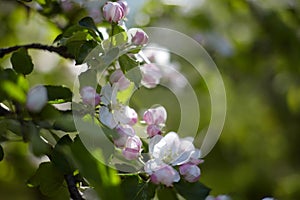 Blooming fruit orchards in spring