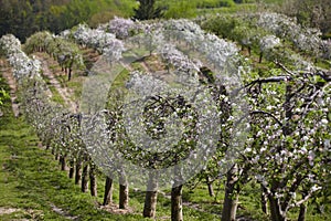 Blooming fruit orchards in spring