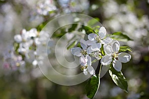 Blooming fruit orchards in spring