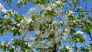 Blooming fruit pear tree. Branch with white small flowers against the sky. Flowers and leaves sway in the wind. Blooming trees in