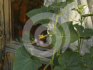 blooming fruit and ripe cucumbers on a platter by the window with cloves of garlic