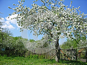 Blooming fruit tree