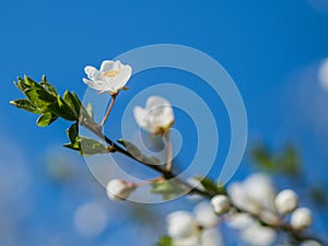 Blooming fruit tree