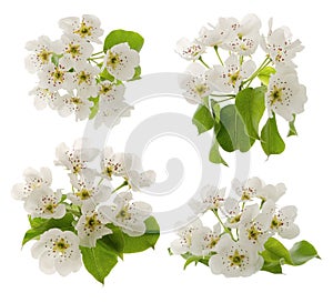 Blooming Fruit tree Apple or pear spring flowers with green leaves set isolated on white background