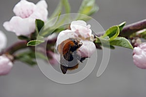 A blooming fruit tree with a bee on a white-pink flower. Blurred background, clear sunny spring day. macro photo