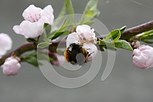 A blooming fruit tree with a bee on a white-pink flower. Blurred background, clear sunny spring day. macro photo