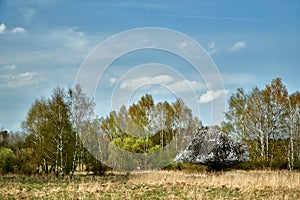 A blooming fruit tree and birch coppice in spring photo