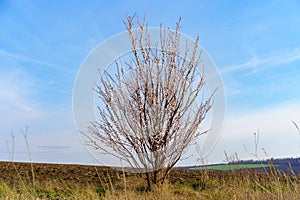 Blooming fruit tree in a field in spring with selective focus. Spring background with copy space