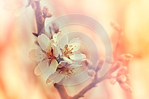 Blooming fruit tree - flowering