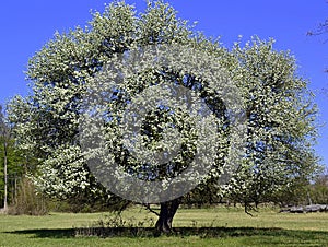 Blooming tree separately on meadow photo