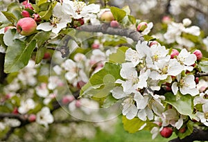 Blooming fruit tree at spring in the garden. Springtime