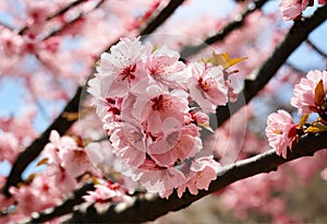 Blooming fruit tree at spring in the garden. Springtime