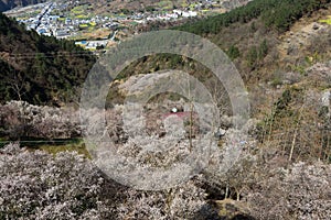 Blooming fruit trees on mountain