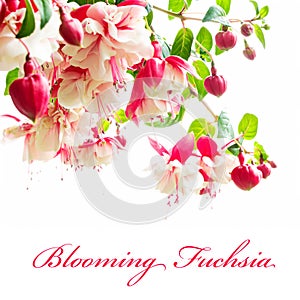 Blooming fuchsia