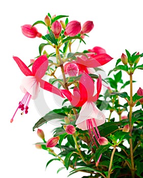 Blooming fuchsia (fuschia hybrida)