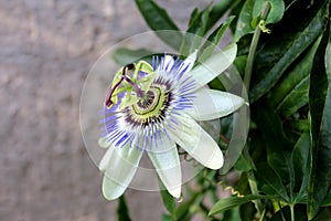 Blooming fully open beautiful unusual Passion fruit or Passiflora edulis flower pointing towards sun surrounded with dark green photo
