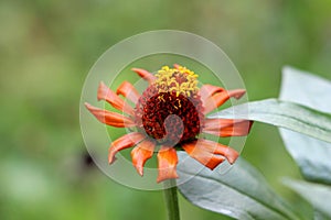 Blooming fully open Zinnia flower with single row of orange petals started to shrivel and wither surrounded with thick dark green