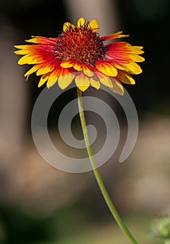 Blooming Gaillardia or Blanket Flower in Ladakh Valley