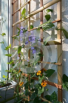 Blooming garden on the balcony. Violet flowers of campanula persicifolia and orange flowers of thunbergia on wooden trellis