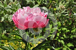 Blooming garden flowers peonies. Peonies in the garden.