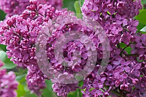 Blooming garden lilac bush