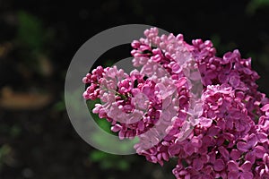 Blooming garden lilac bush