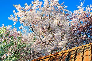 Blooming garden trees over a roof top