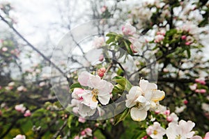 blooming garden with white bloom