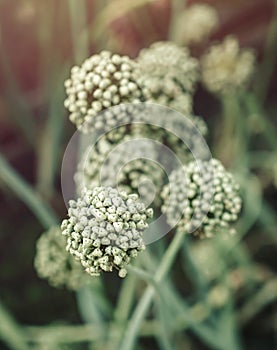 Blooming garlic growing in the garden summer. Plant and flowers